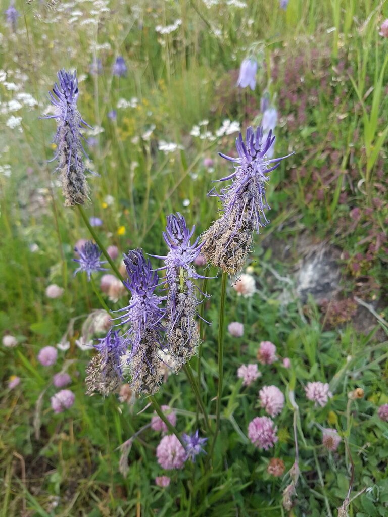 Phyteuma ovatum