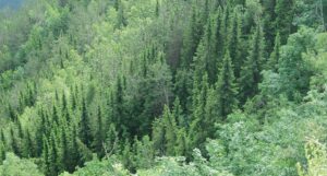 Picea omorika