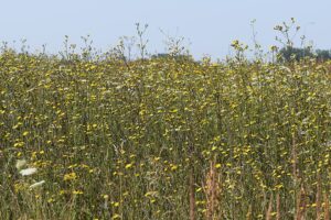 Picris hieracioides