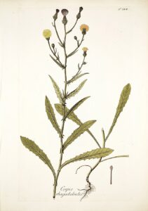 Picris rhagadioloides