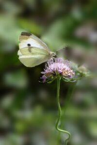 Scabiosa lucida