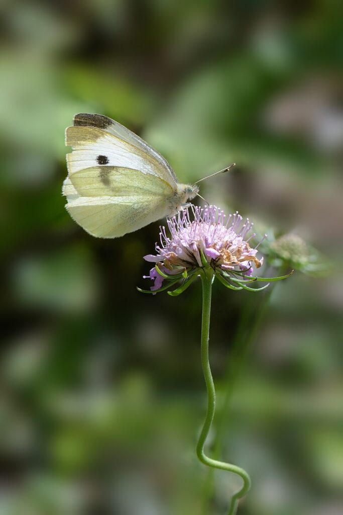 Scabiosa lucida