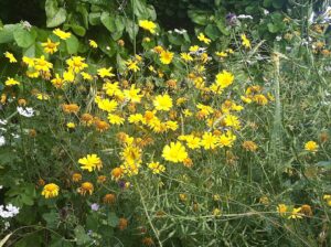 Senecio glaucus