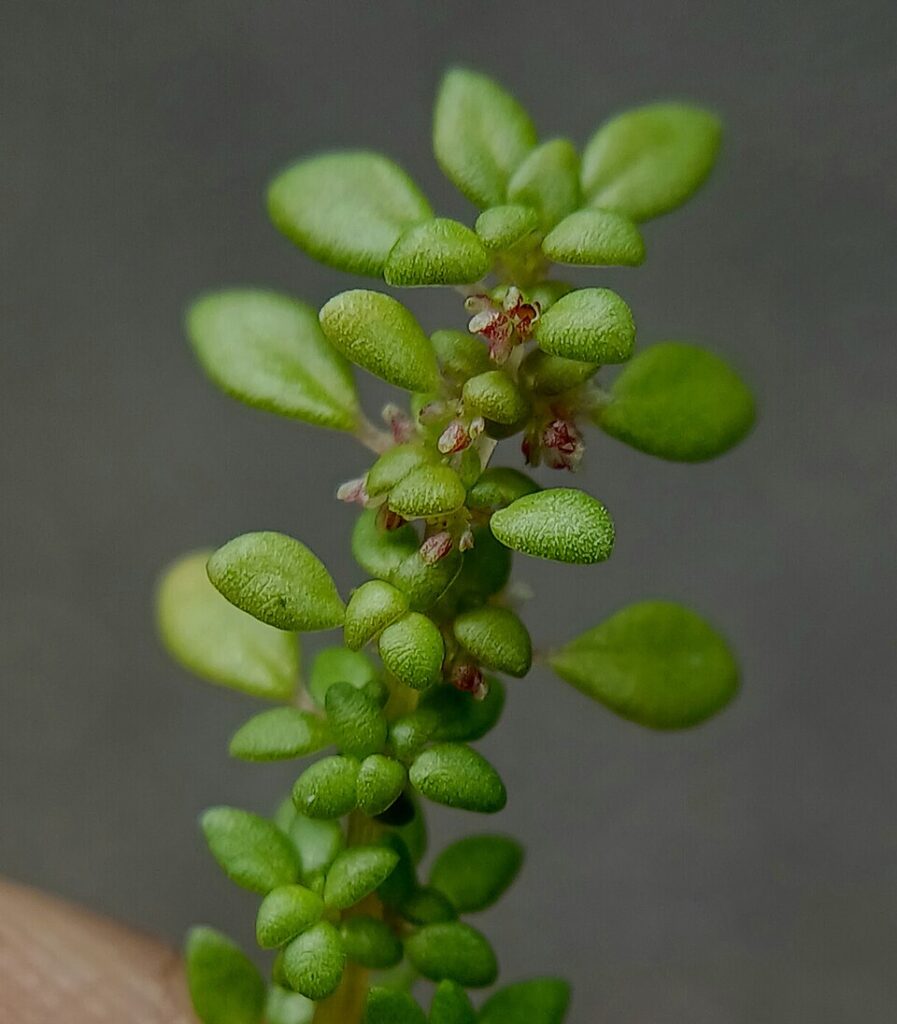 Pilea microphylla