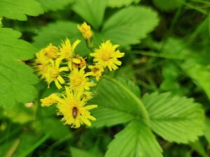 Pilosella onegensis