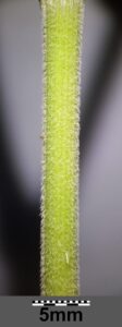 Pimpinella saxifraga subsp. saxifraga