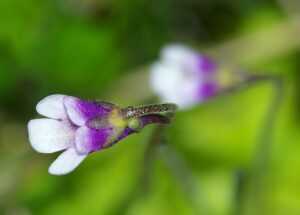 Pinguicula vulgaris subsp. vulgaris