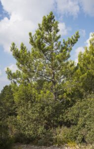 Pinus nigra subsp. nigra