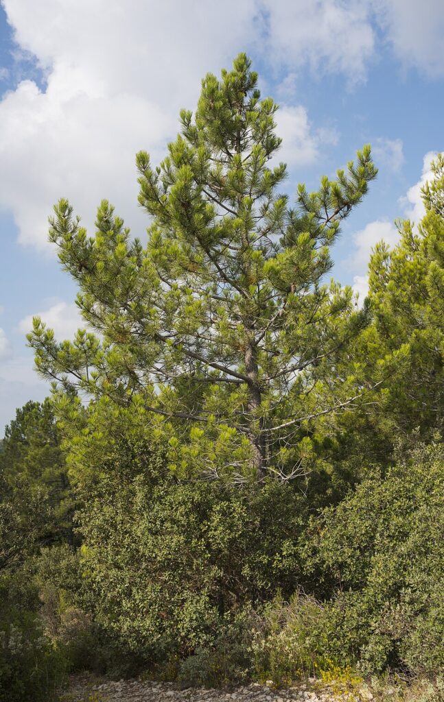 Pinus nigra subsp. nigra
