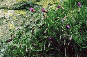 Vicia pyrenaica