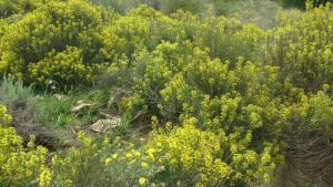 Vella pseudocytisus subsp. pseudocytisus