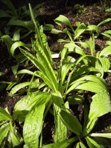 Plantago media subsp. media