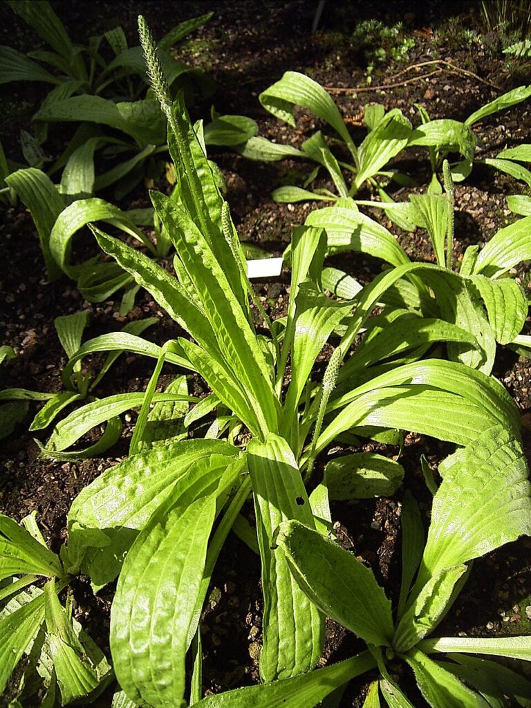 Plantago media subsp. media