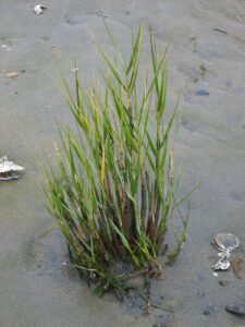Spartina maritima