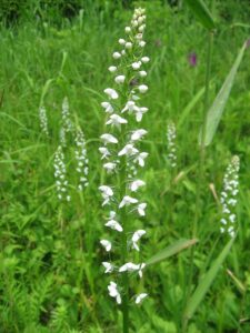 Platanthera hologlottis