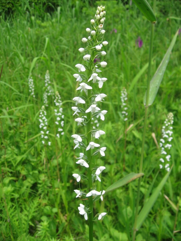 Platanthera hologlottis