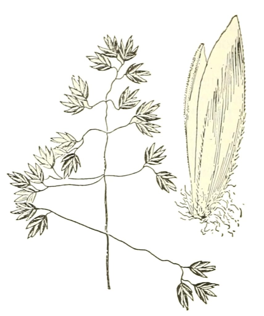 Poa arctica