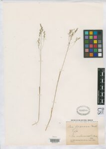 Poa flexuosa