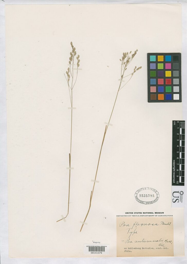 Poa flexuosa