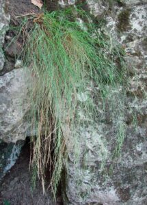 Poa saksonovii