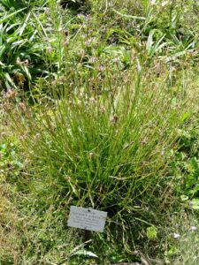 Scorzonera rosea subsp. rosea