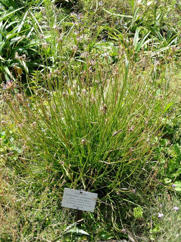 Scorzonera rosea subsp. rosea