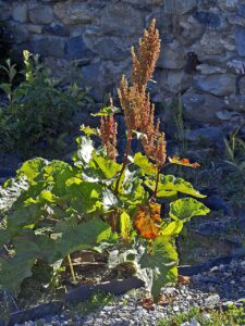 Rumex alpinus