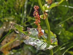 Rumex arifolius