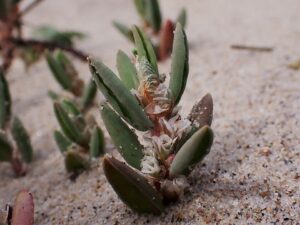 Polygonum maritimum