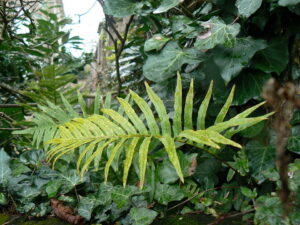 Polypodium cambricum