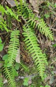 Polypodium sibiricum