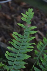 Polypodium × mantoniae