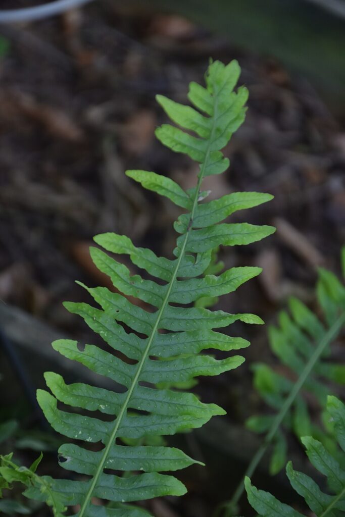 Polypodium × mantoniae