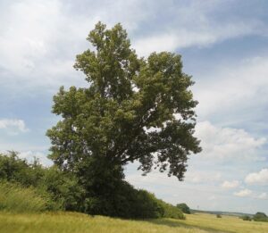 Populus nigra subsp. nigra