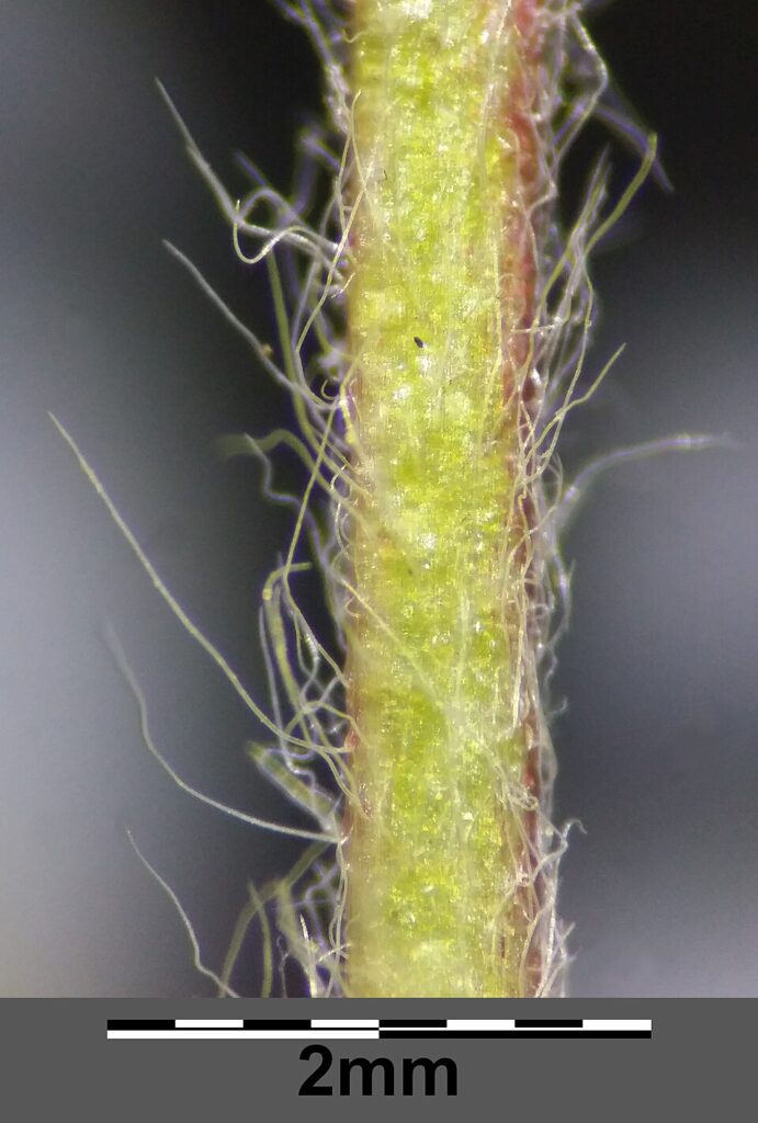Potentilla heptaphylla subsp. heptaphylla