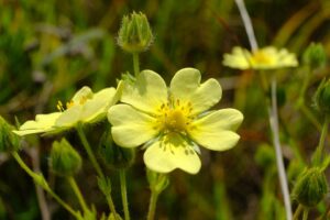 Potentilla recta subsp. recta