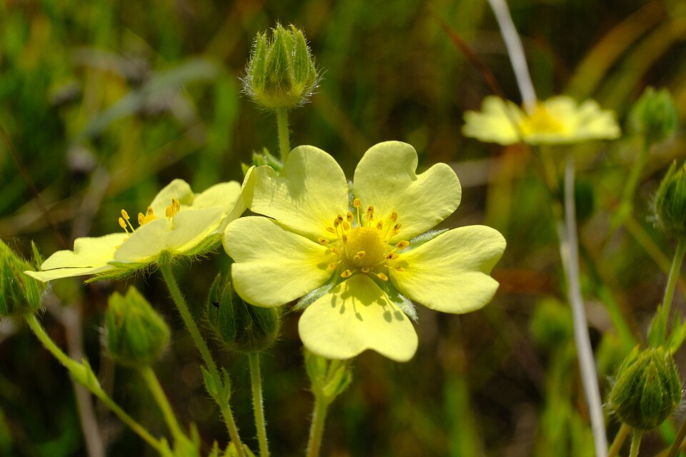Potentilla recta subsp. recta