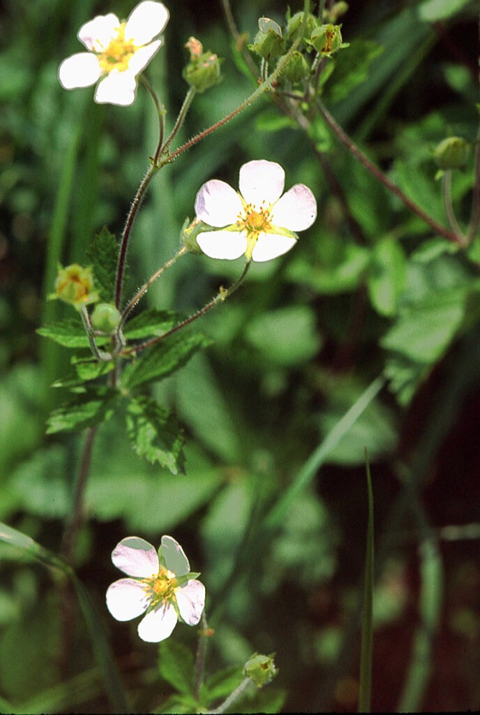 Drymocallis corsica