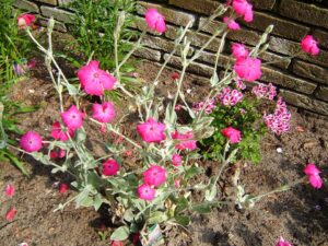 Silene coronaria