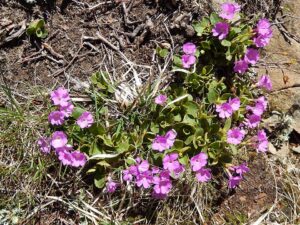 Primula apennina