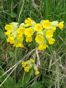 Primula veris subsp. veris