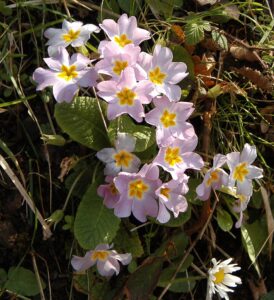 Primula vulgaris subsp. vulgaris