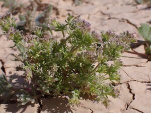 Pteranthus dichotomus