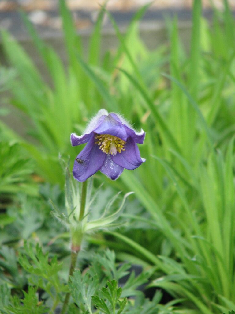 Pulsatilla bungeana