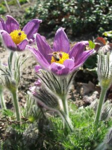 Pulsatilla × gayeri