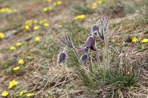 Pulsatilla pratensis subsp. pratensis