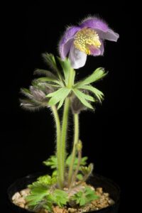 Pulsatilla ajanensis