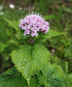 Valeriana pyrenaica