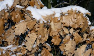 Quercus petraea subsp. petraea