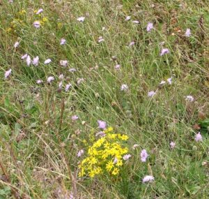 Scabiosa columbaria subsp. columbaria